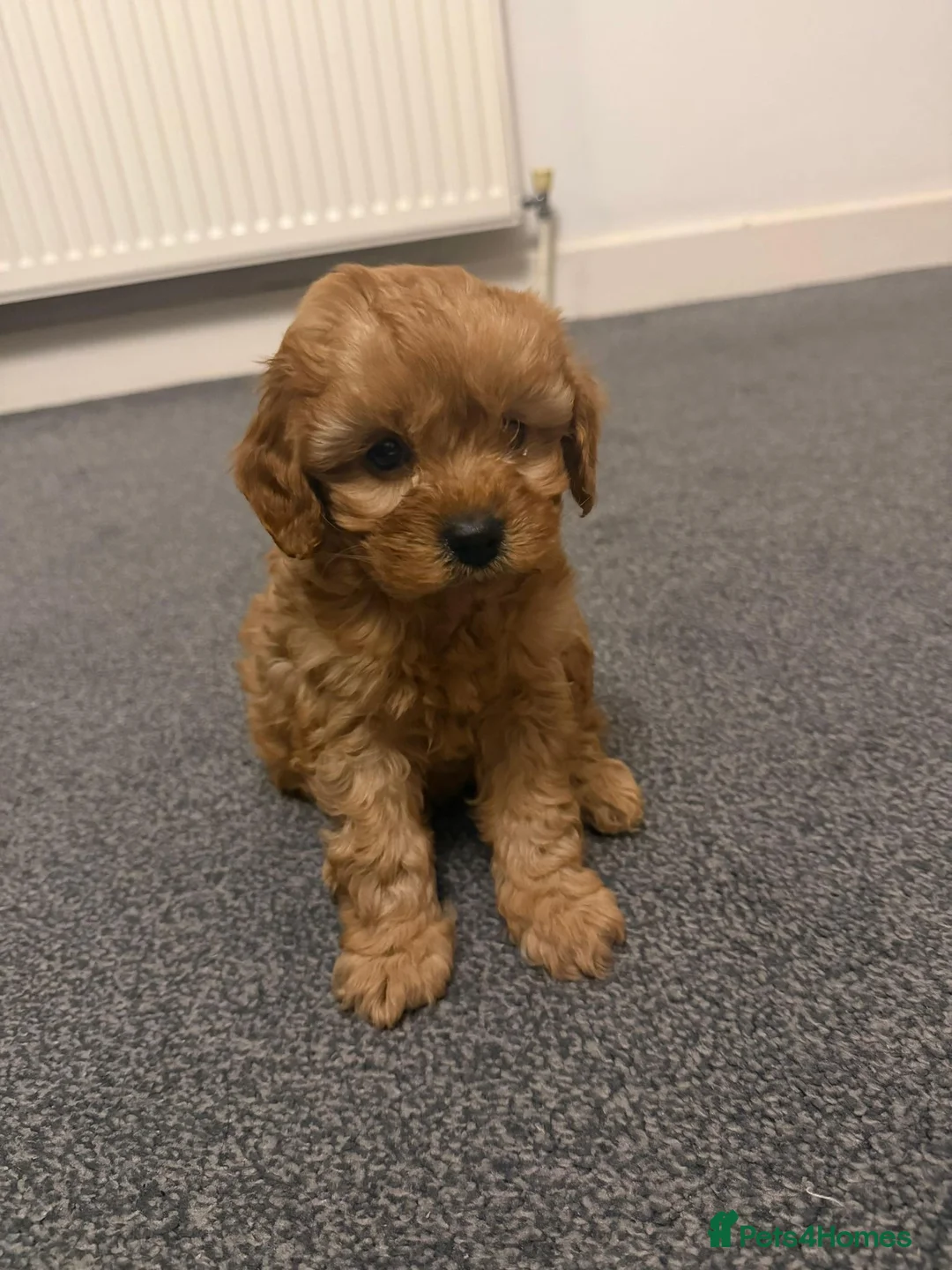 Cavapoo dogs for sale: Stunning Male Cavapoo for sale in Birmingham - Advert 1