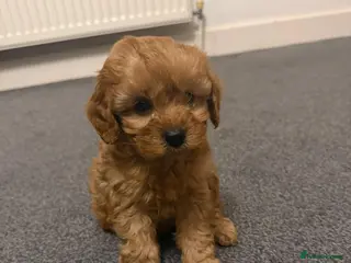 Cavapoo dogs Stunning Male Cavapoo for sale - Advert 1