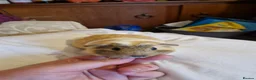 Guinea Pig rodents for sale: Beautiful guinea pigs - Advert 2