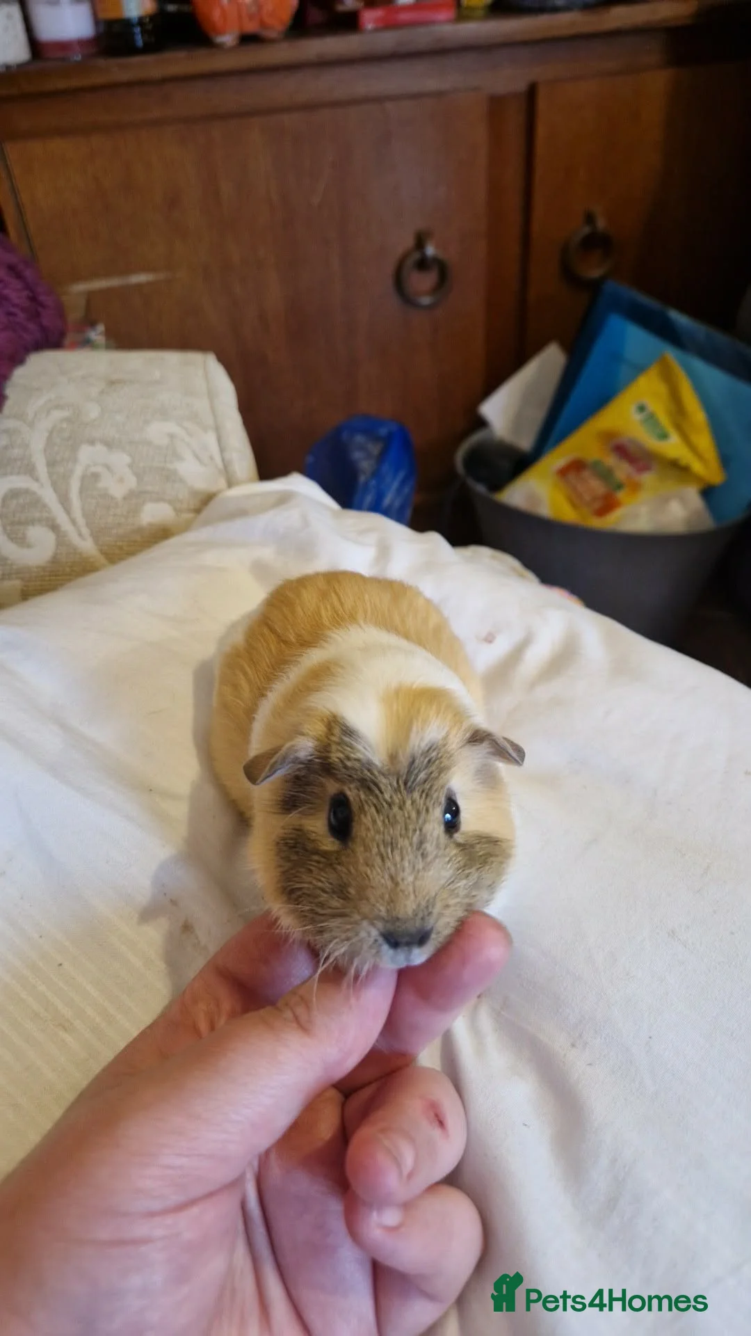 Guinea Pig rodents for sale: Beautiful guinea pigs - Advert 2
