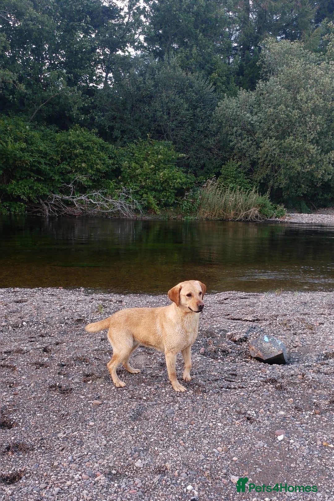 Labrador Retriever dogs for sale: Gorgeous KC registered Labrador puppies 🤩 - Advert 2
