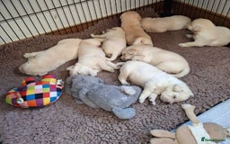 Labrador Retriever dogs for sale: Quality, Show Bred, Yellow Puppies - Image 6