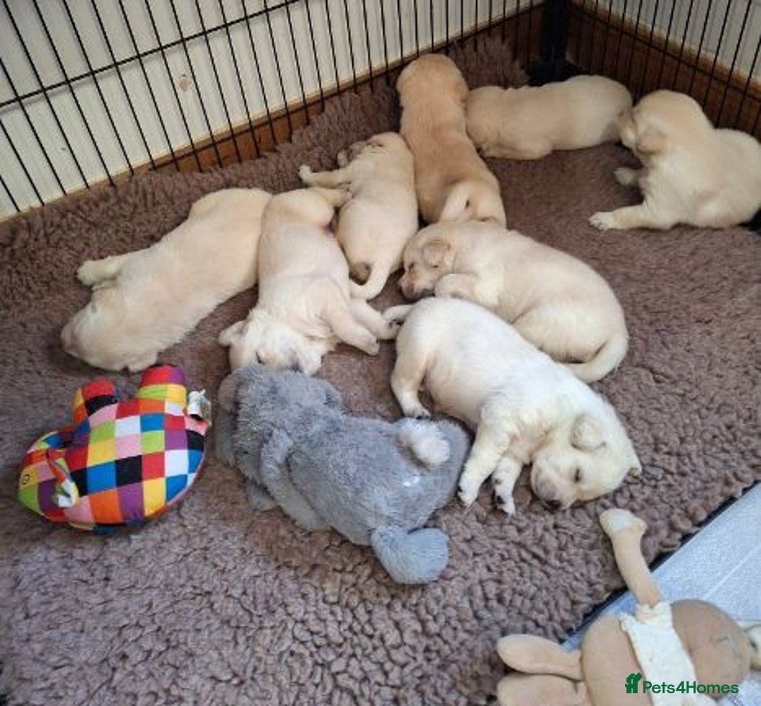 Labrador Retriever dogs for sale: Quality, Show Bred, Yellow Puppies - Image 6