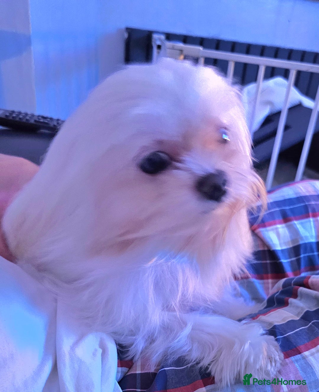 Maltese dogs for stud: 2kg kC Korean line Maltese stud in Derby - Advert 12