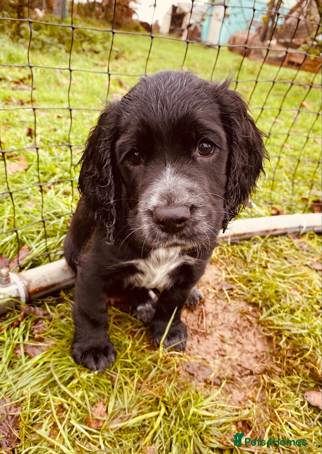 Cocker Spaniel dogs for sale: Working Cocker Spaniel Puppies - Advert 4