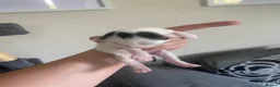 British Shorthair cats for sale: British shorthair X kittens.  - Advert 8