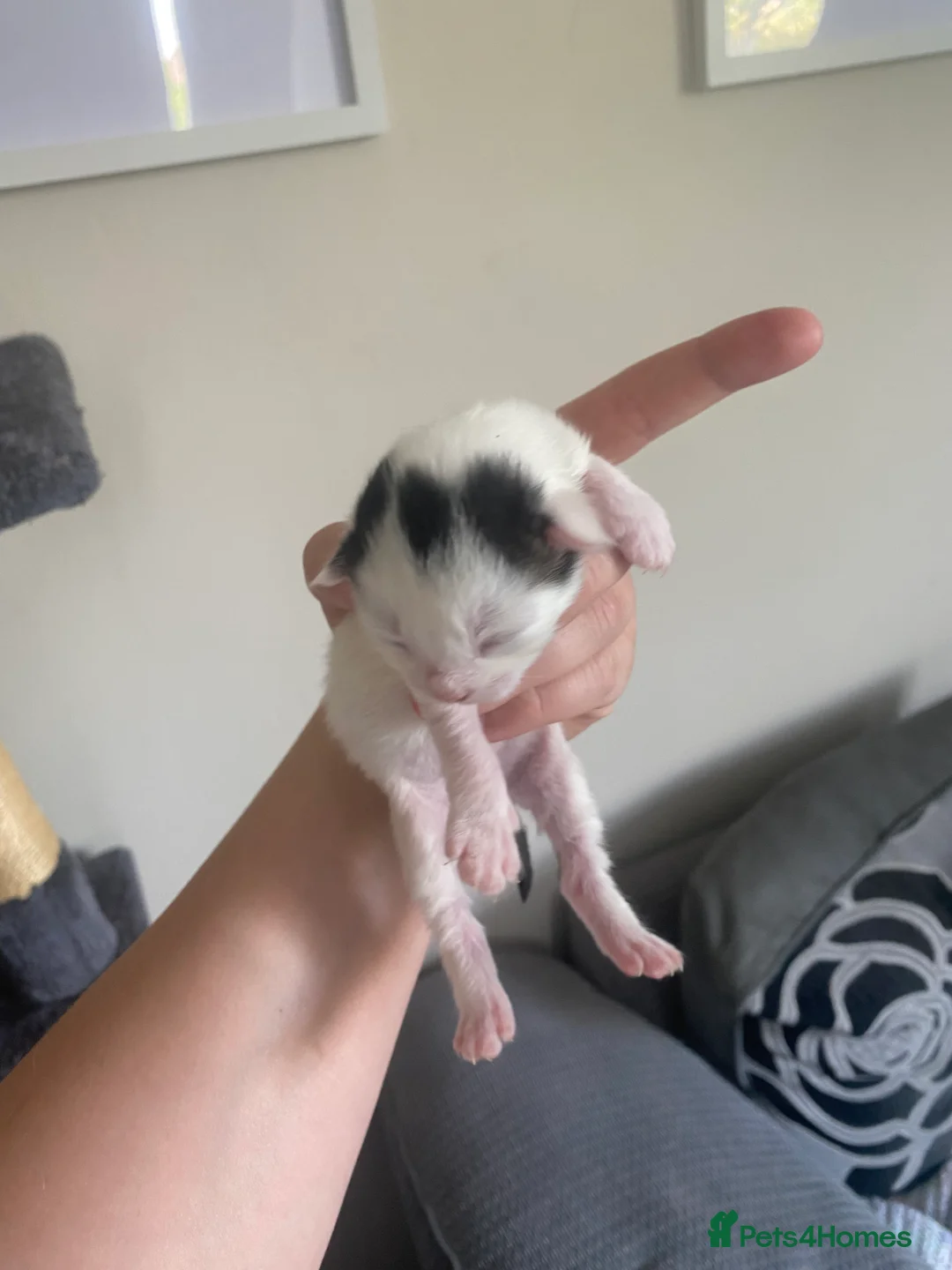 British Shorthair cats for sale: British shorthair X kittens.  - Advert 8