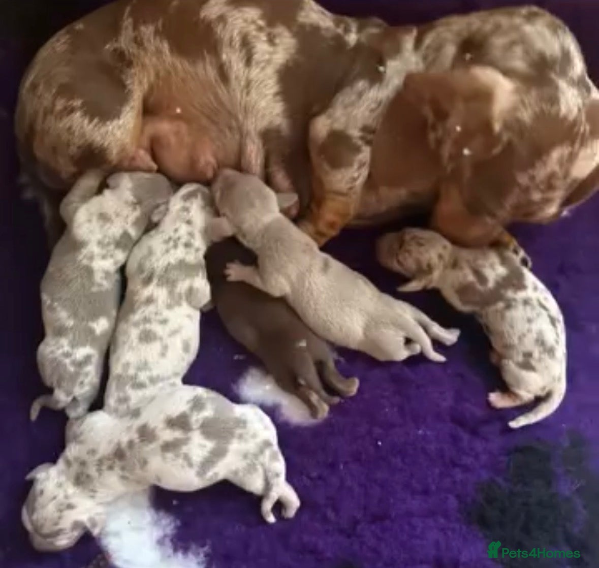 Miniature Dachshund dogs for sale: ⭐️🦋⭐️EXCEPTIONAL QUALITY ⭐️🦋⭐️ - Advert 5