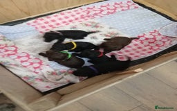 Jackapoo dogs for sale: Beautiful Jackapoos puppies - Advert 5