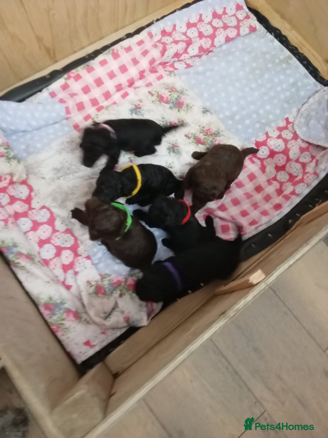 Jackapoo dogs for sale: Beautiful Jackapoos puppies - Advert 5