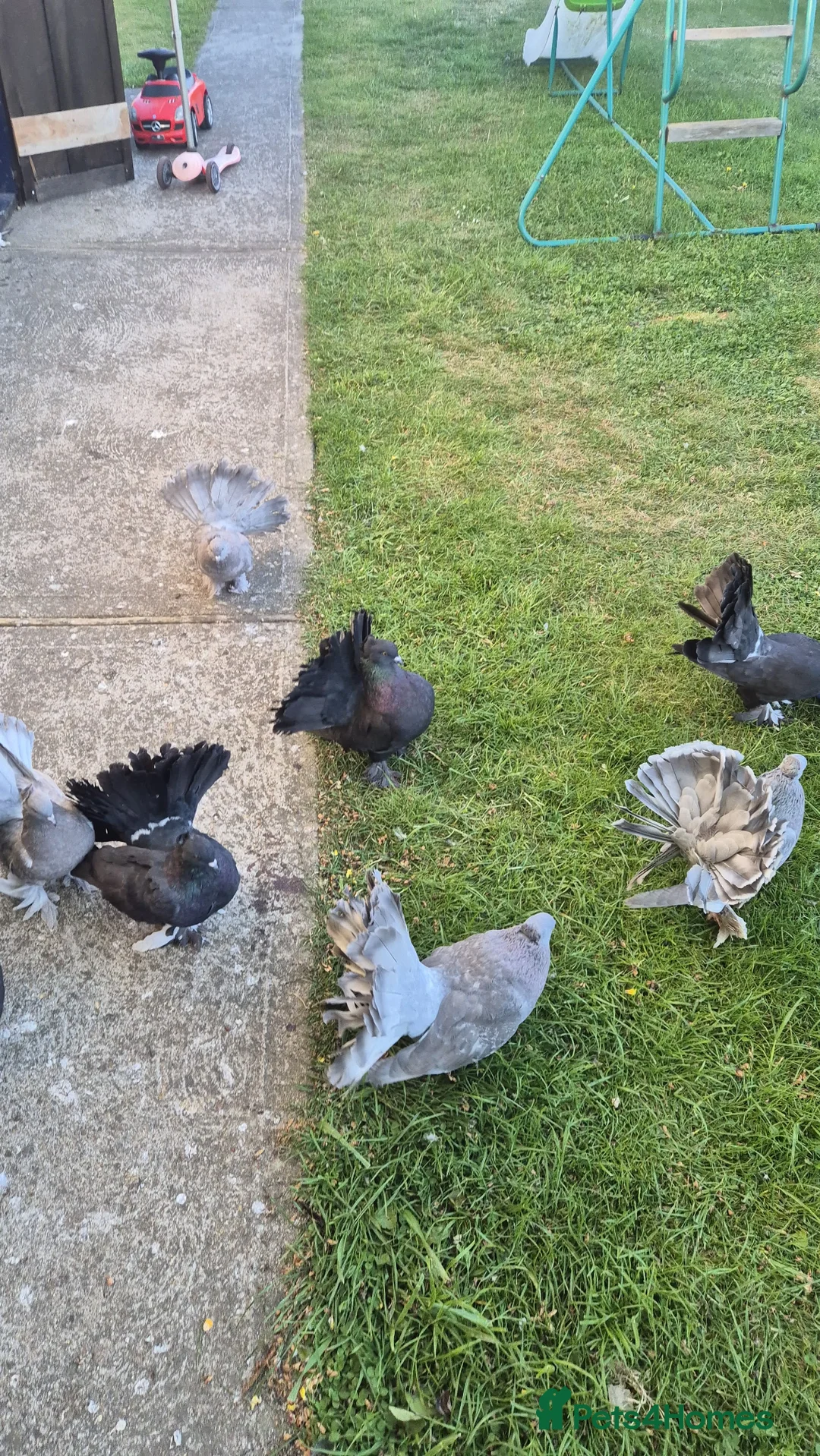 Pigeons birds for sale: Indian Fantail in Clacton-on-Sea - Advert 8