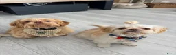 Shih Tzu dogs for sale: Prince and Toast Shih Tzu 8 months old  - Advert 12