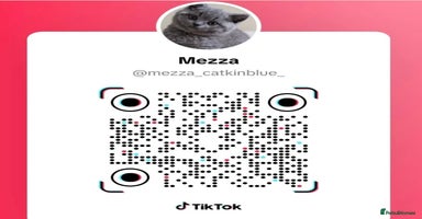 Brazilian Shorthair cats - Advert 11