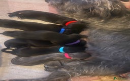 Bedlington Terrier dogs for sale: bedlington cross whippets - Image 12