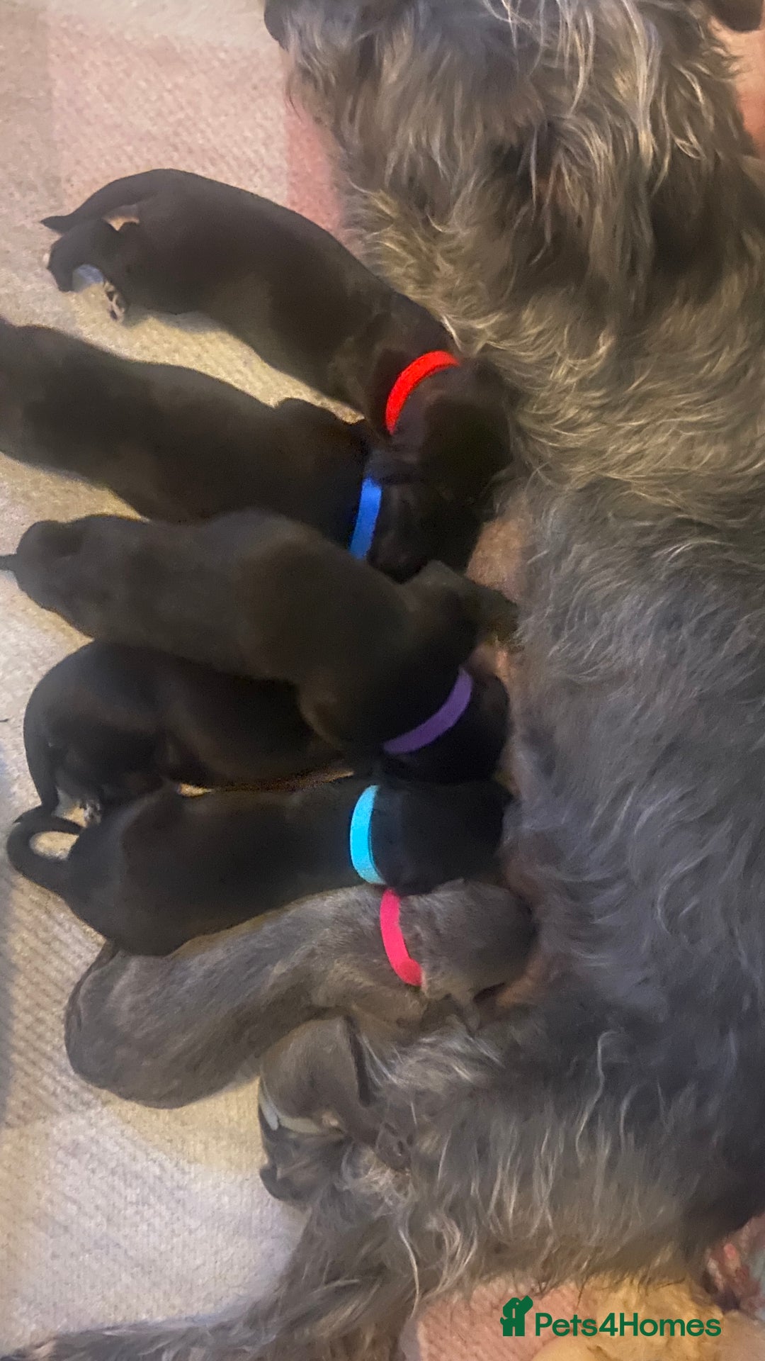 Bedlington Terrier dogs for sale: bedlington cross whippets - Image 12