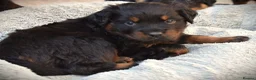 Rottweiler dogs for sale: Rottweilers KC reg full tested TOP QUALITY  - Advert 22