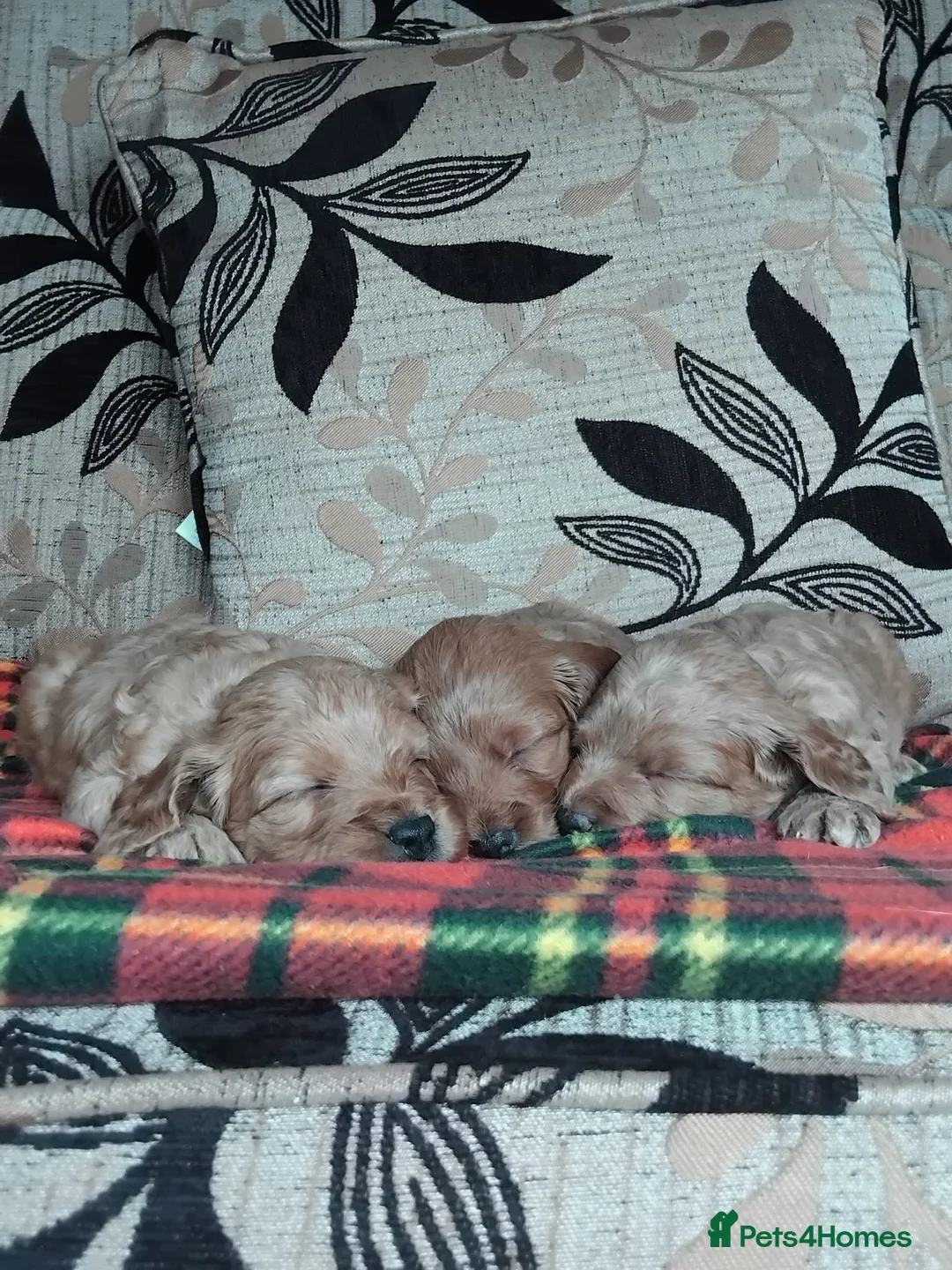 Cockapoo dogs for sale: Cockapoo puppies for sale south wales - Advert 2