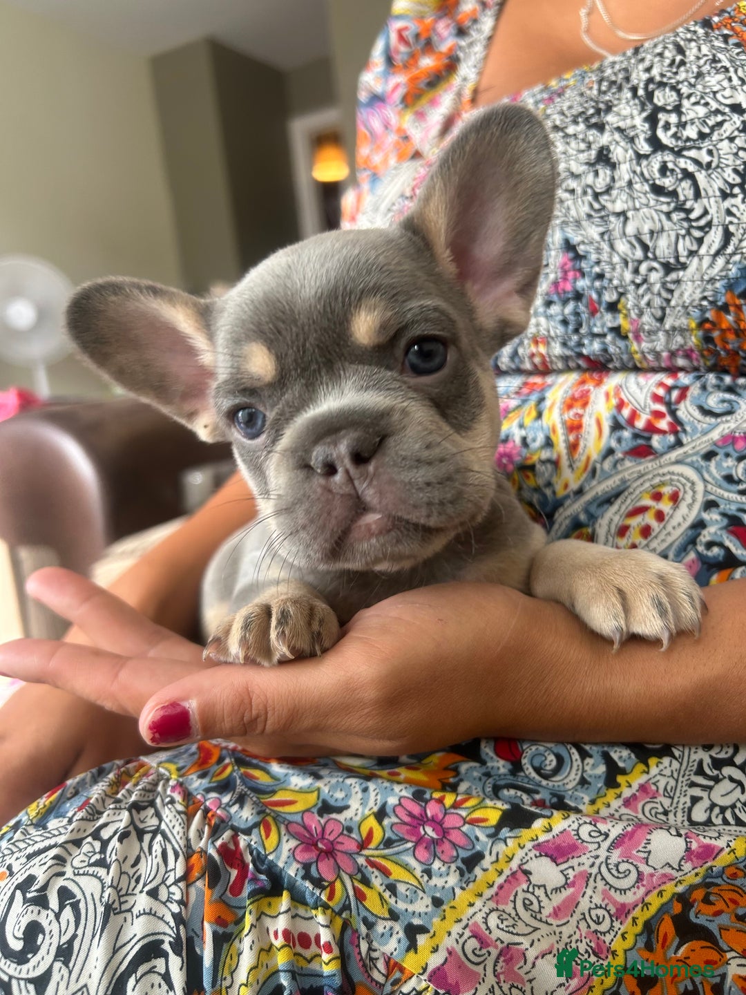 French Bulldog dogs for sale: French Bulldogs - READY NOW - Image 4
