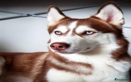 Siberian Husky dogs for sale: Best Quality Siberian Husky Puppies in Scotland - Image 28