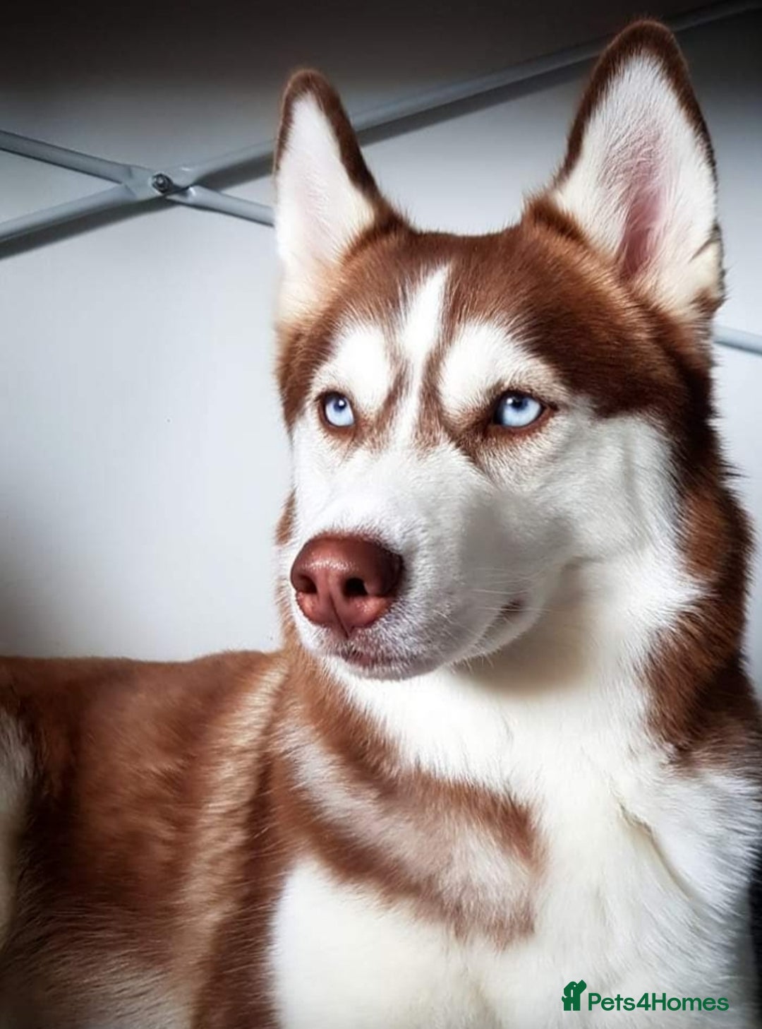 Siberian Husky dogs for sale: Best Quality Siberian Husky Puppies in Scotland - Image 28