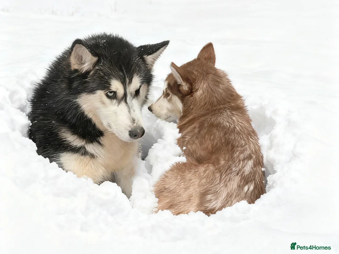 Siberian Husky dogs for stud: beautiful Zeus - Advert 10