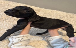 Cane Corso dogs for sale: Beautiful Litter Of Cane Corso Puppys - Image 30