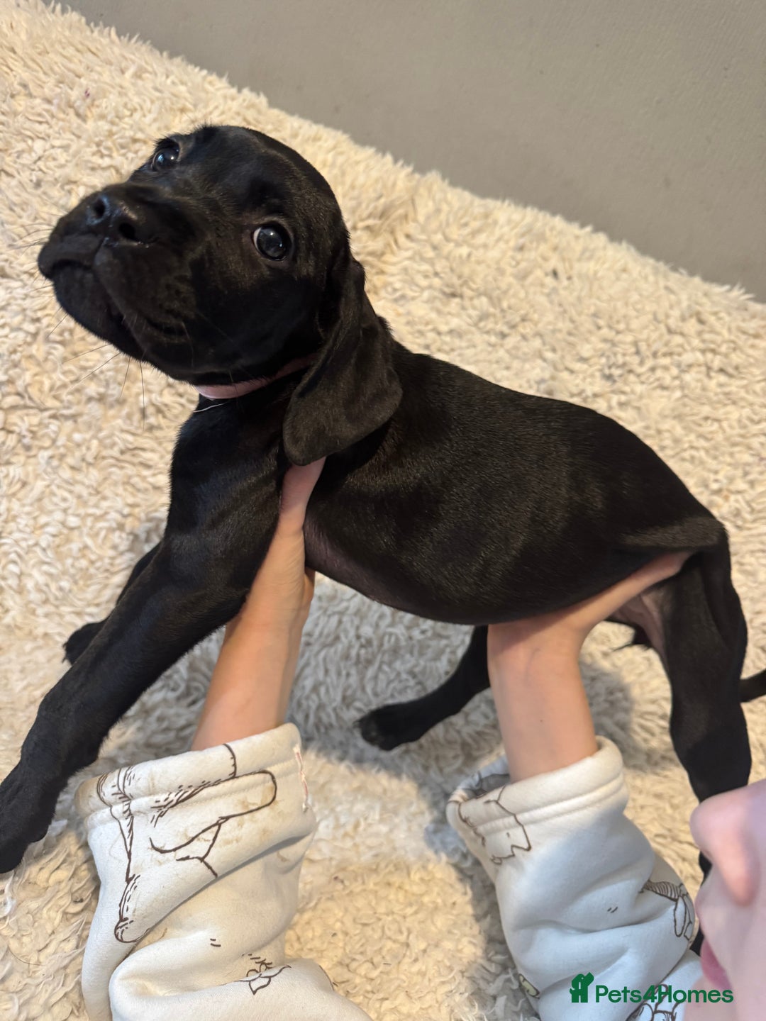 Cane Corso dogs for sale: Beautiful Litter Of Cane Corso Puppys - Image 30