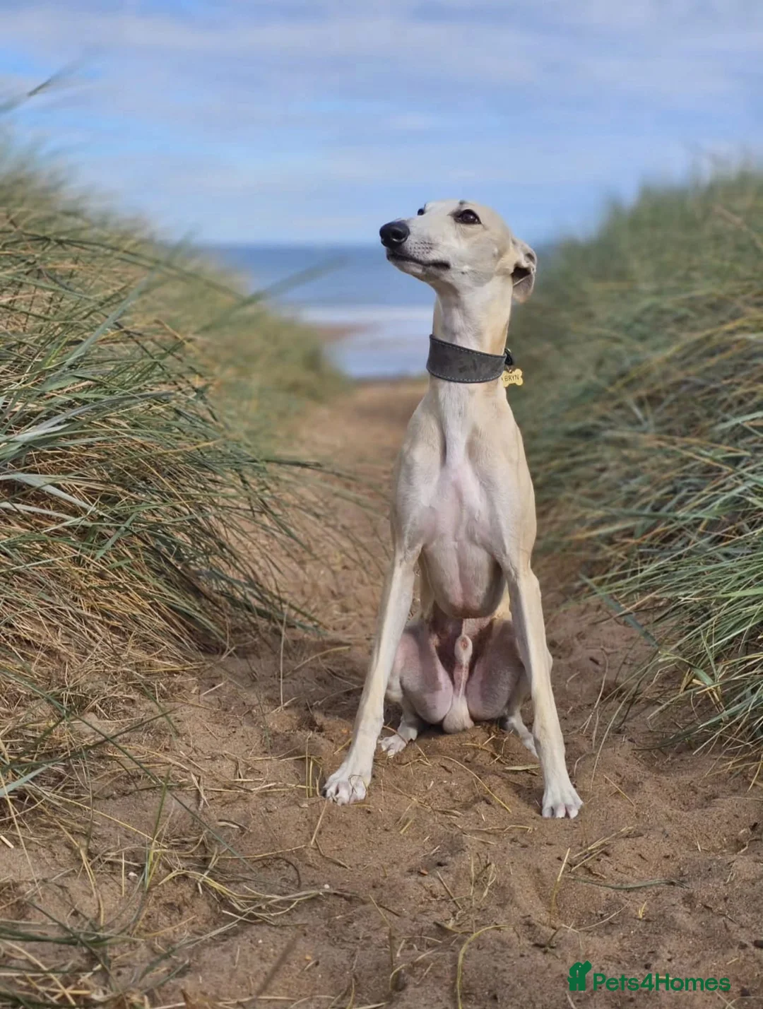 Whippet dogs for sale: 2Yr Old Whippet - BRYN - Advert 2