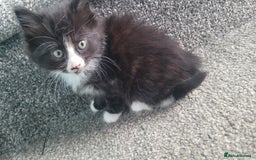 Mixed Breed cats for sale:  3 cute kittens  - Image 3