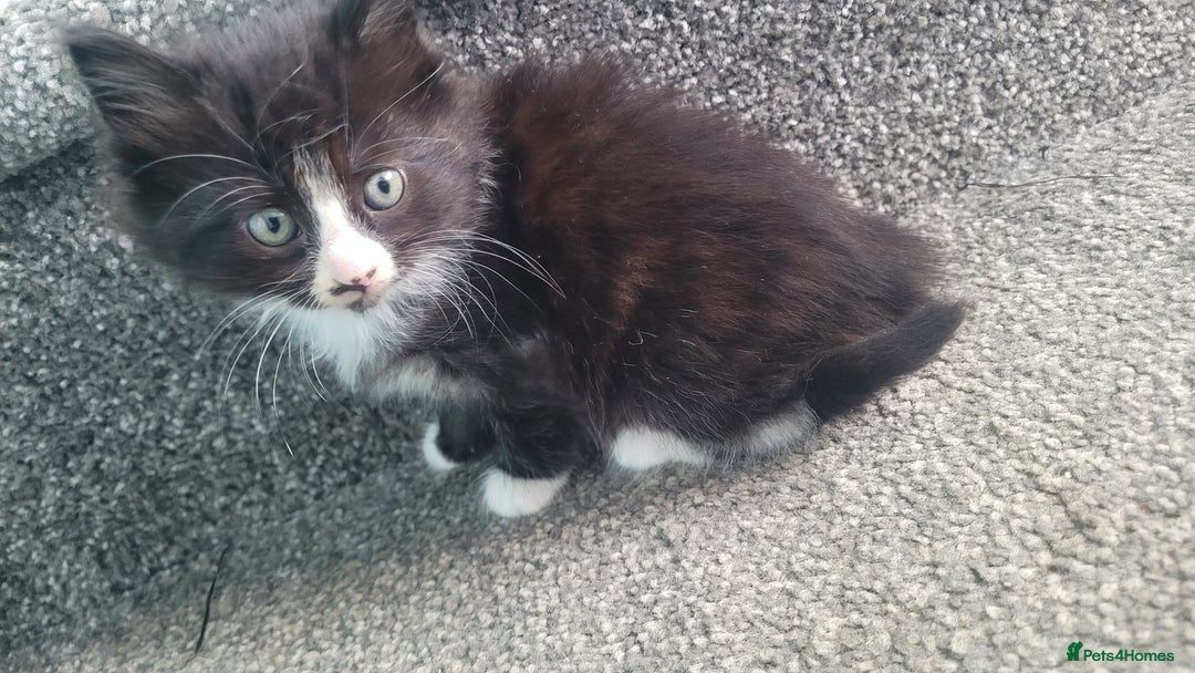 Mixed Breed cats for sale:  3 cute kittens  - Image 3