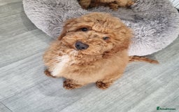 Cockapoo dogs for sale:  F1 Cockapoo puppies  - Image 11