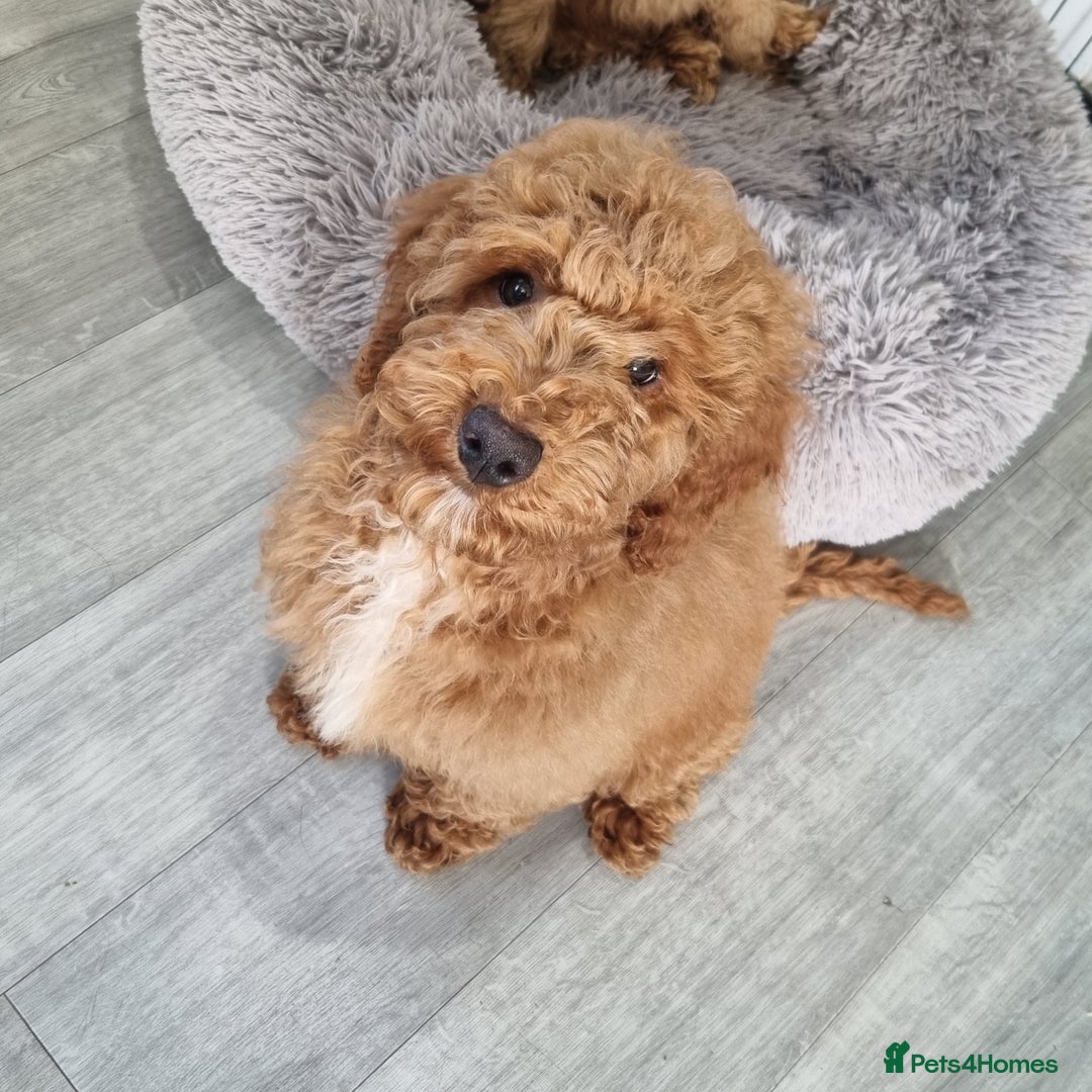 Cockapoo dogs for sale:  F1 Cockapoo puppies  - Image 11