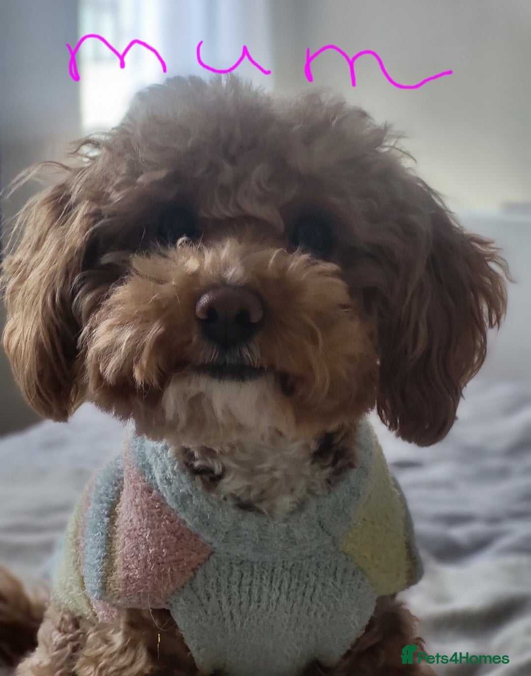 Maltipoo dogs for sale: Toy maltipoo puppies  - Advert 3