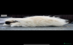 Guinea Pig rodents for sale: Swiss sows and boars  - Image 9