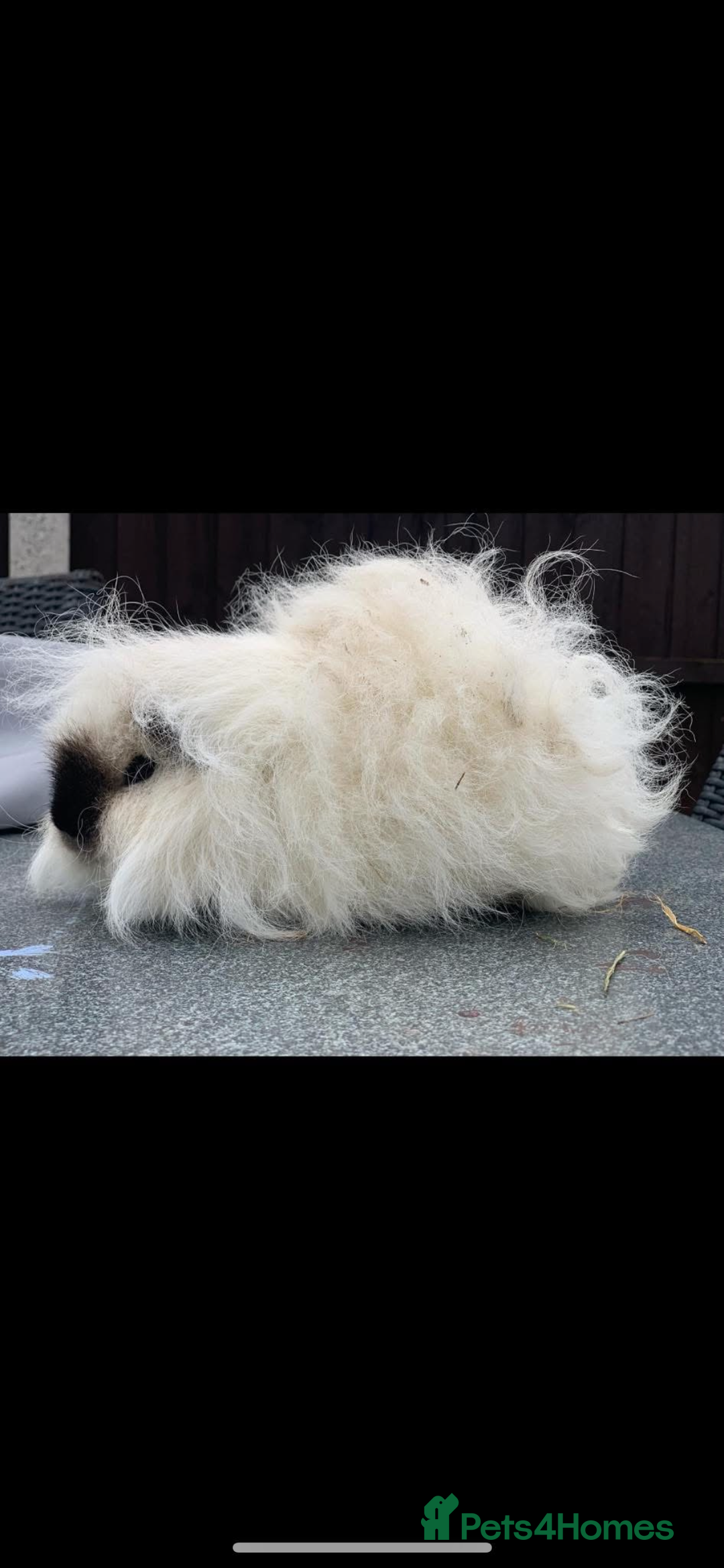 Guinea Pig rodents for sale: Swiss sows and boars  - Image 9
