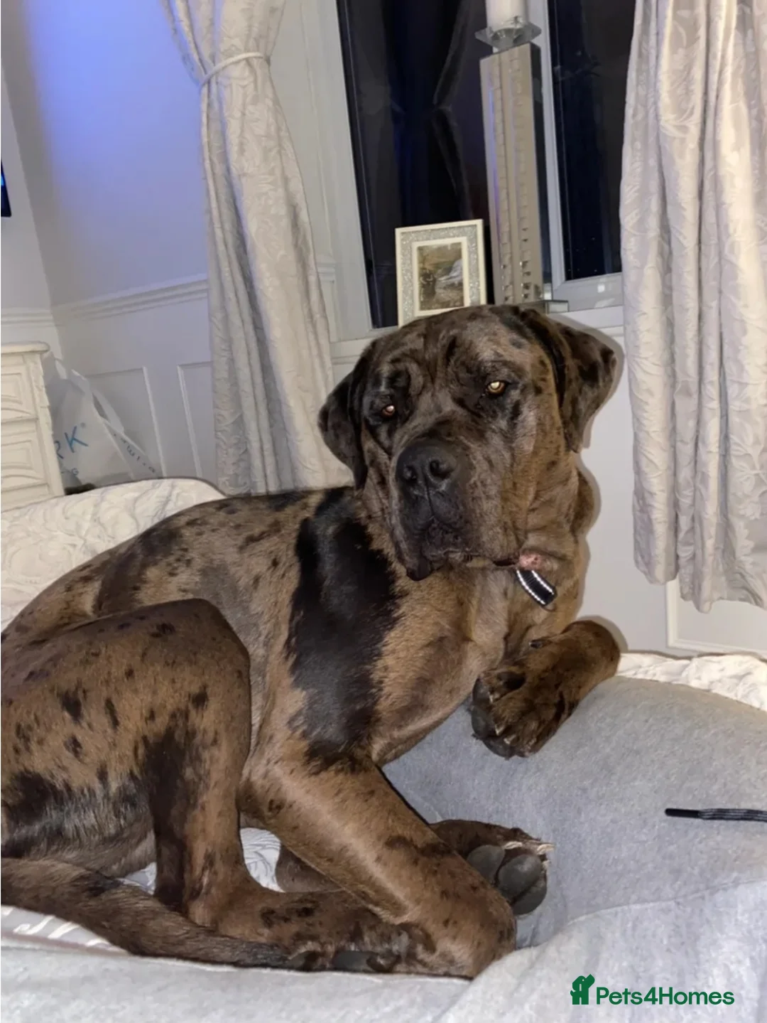 Cane Corso dogs for sale: Cane corso female co own - Advert 2