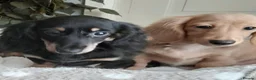 Miniature Dachshund dogs for sale: Long haired miniature dachshund - Advert 10