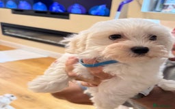 Bichon Frise dogs for sale: Bichon frise  - Image 2