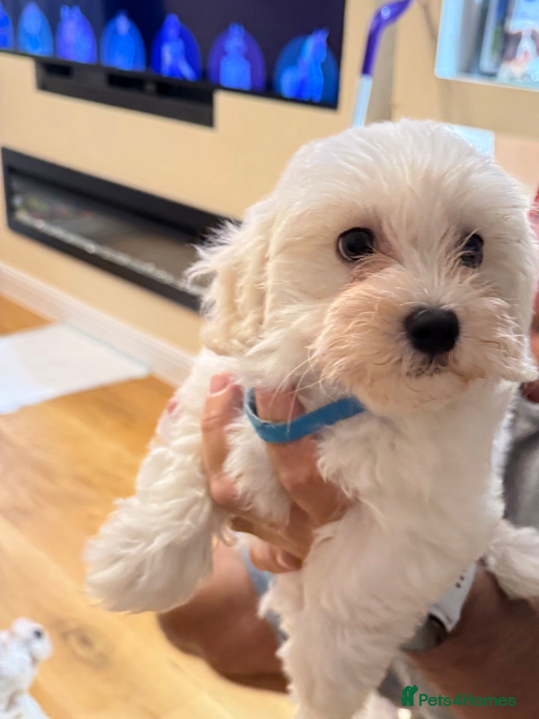 Bichon Frise dogs for sale: Bichon frise  - Image 2