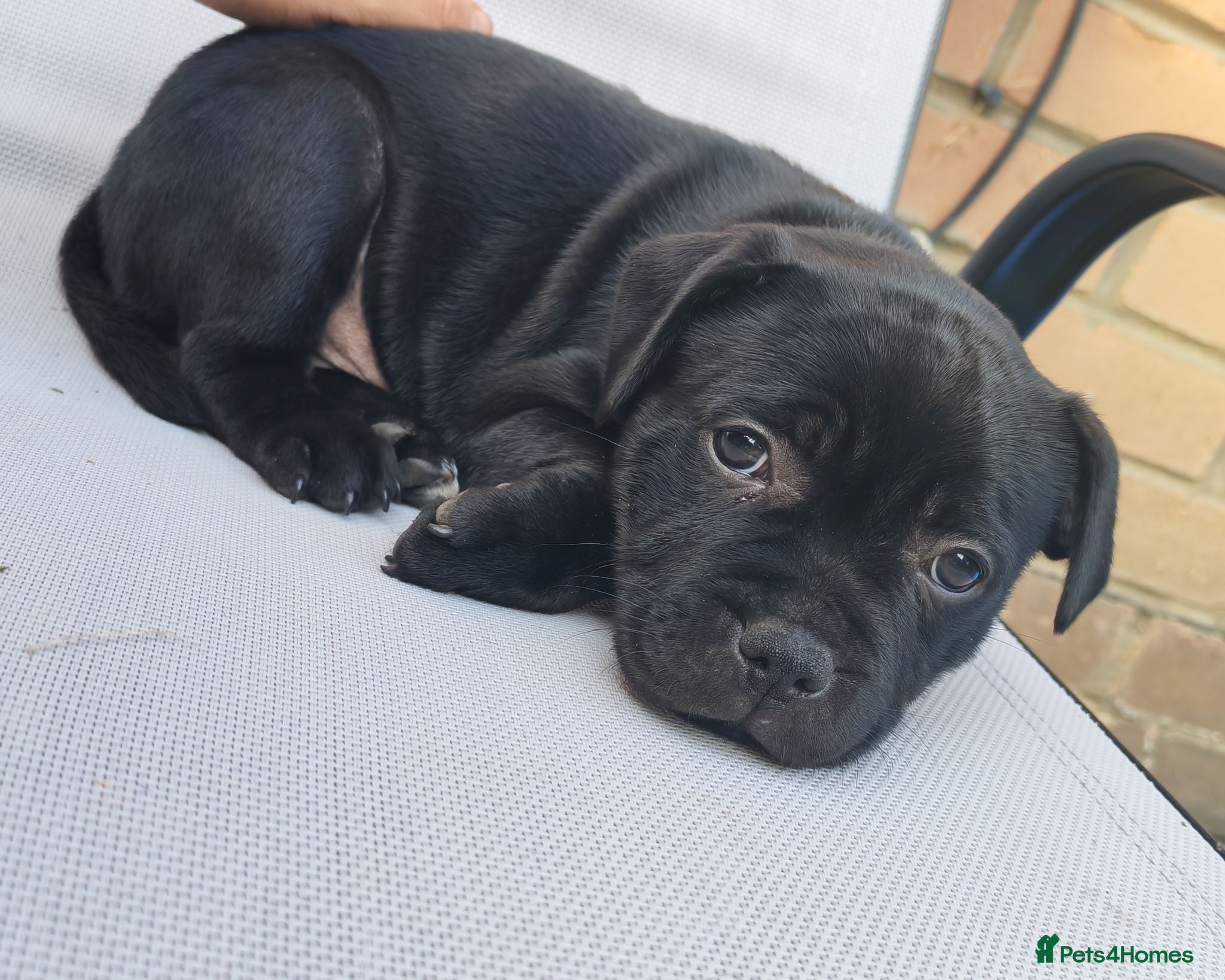 Staffordshire Bull Terrier dogs KC registered Staffordshire bull terrier puppies - Advert 6