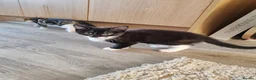 Mixed Breed cats for sale: ❤️❤️❤️ Adorable Kittens ❤️❤️❤️  - Advert 18