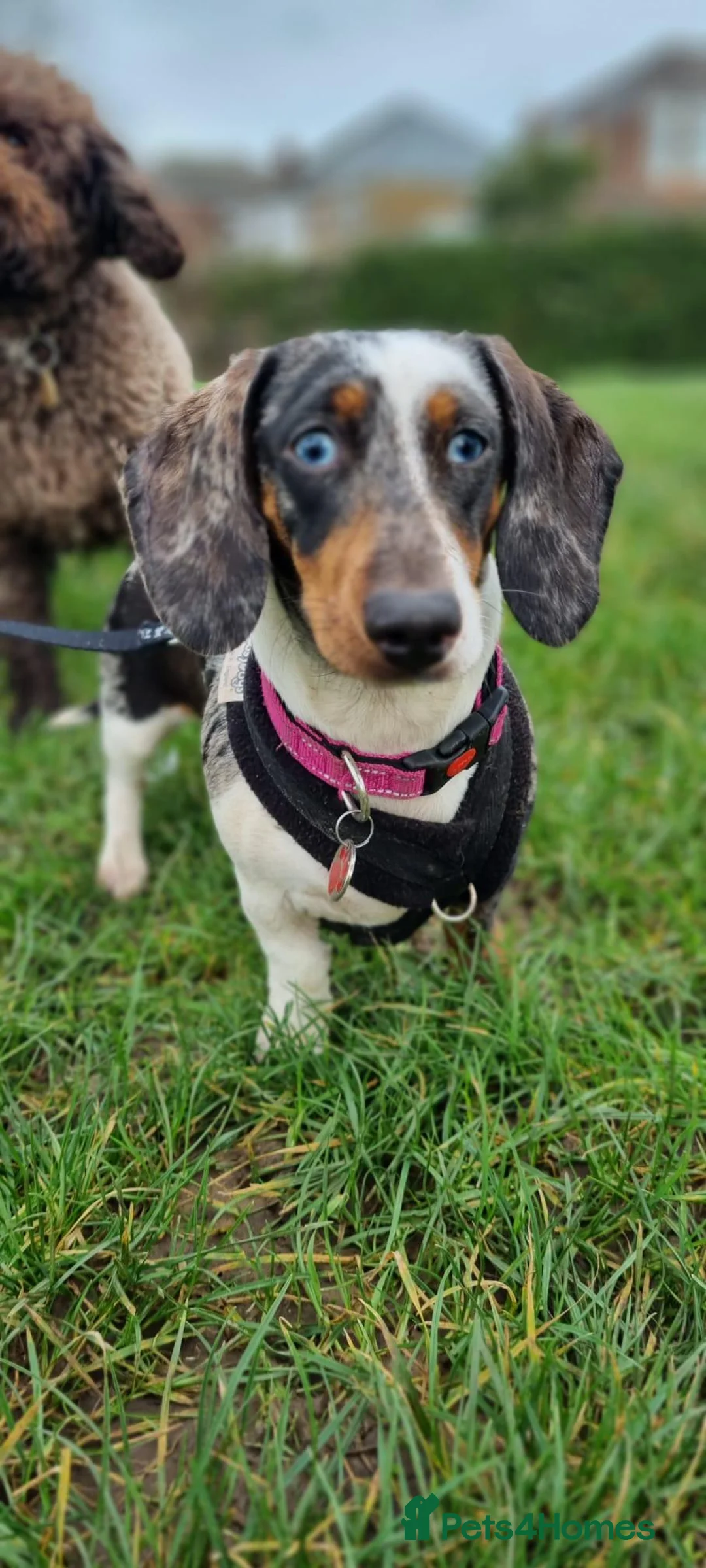 Miniature Dachshund dogs for adoption: Beautiful Dachshund For Adoption  - Advert 1