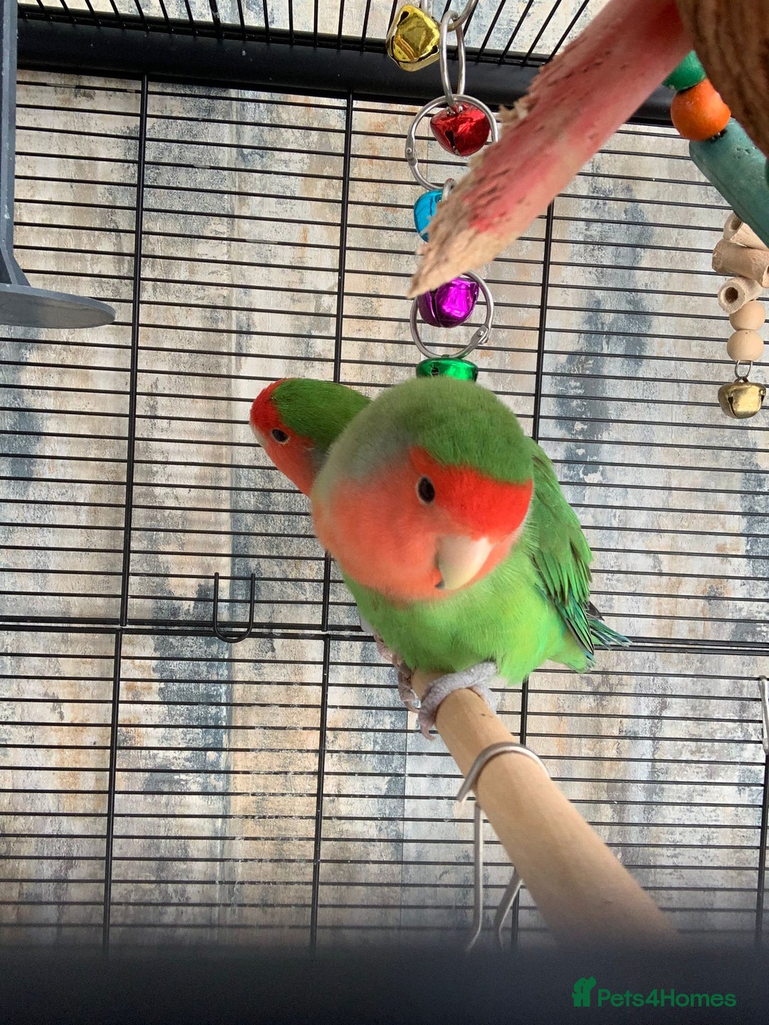 Lovebirds birds for sale: Bonded lovebirds pair  - Image 1