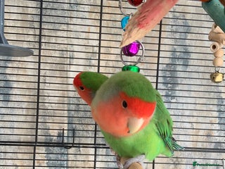 Lovebirds birds - Advert 10