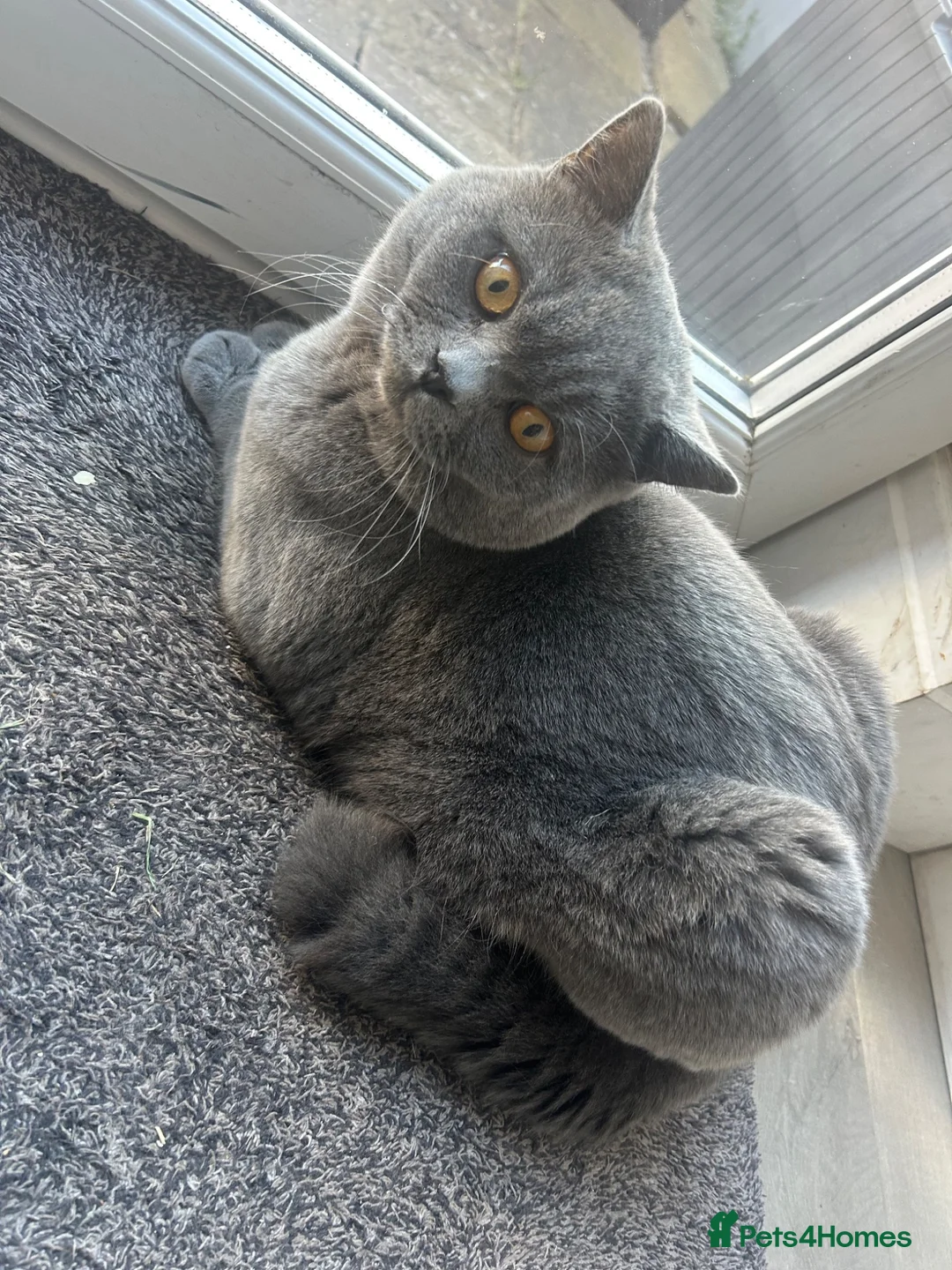 British Shorthair cats for stud: British shorthair STUD - Advert 10