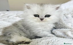 Persian cats for sale: Persian kittens  - Image 16