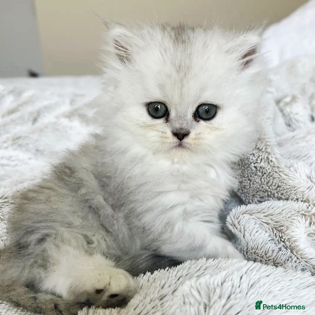 Persian cats for sale: Persian kittens  - Image 16