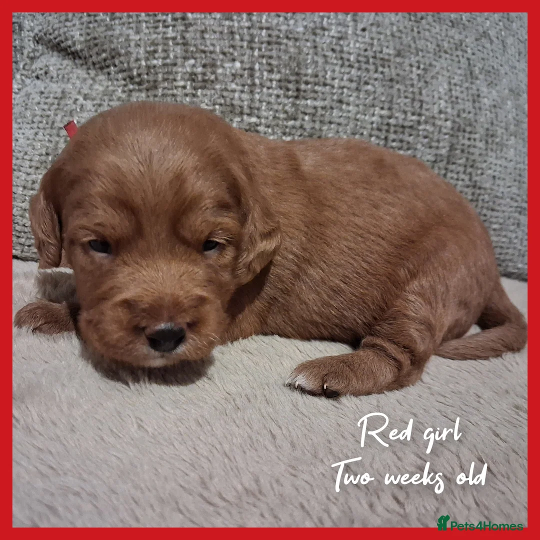 Labradoodle dogs for sale: Miniature F1b Labradoodles in Stevenage - Advert 7