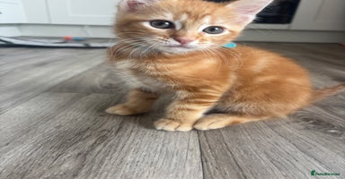 Maine Coon cats - Advert 6