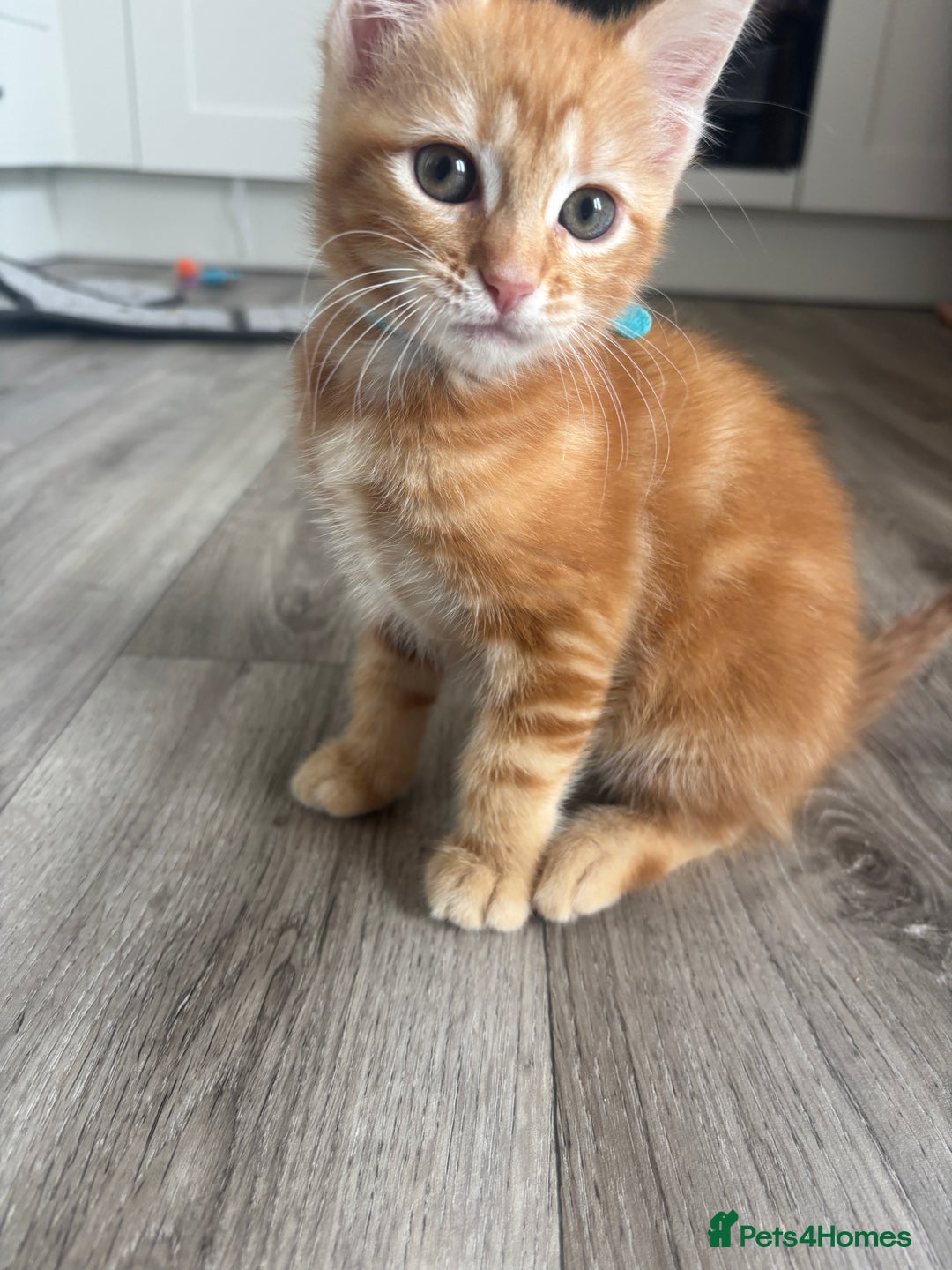 Maine Coon cats for sale: LAST MALE READY NOW - Image 2